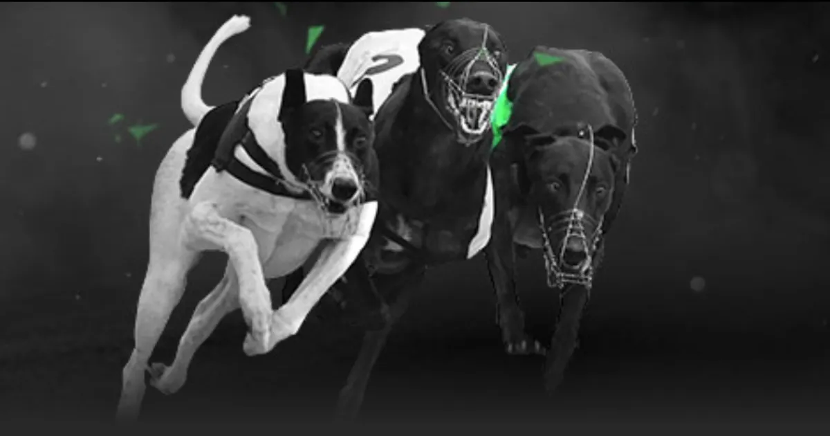 广东队逆袭,加强,布朗洛夫顿,MG链接,MG官网地址,MG官方平台,MG入口站点